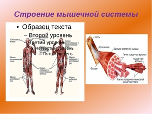 Какие мышцы есть у человека
