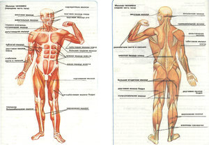 Руки и мышцы конечностей