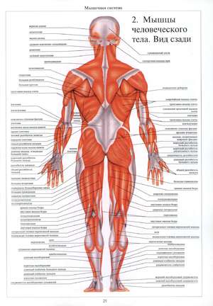 Мышцы тела человека