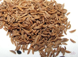 Семена тмин полезные свойства и противопоказания thumbnail