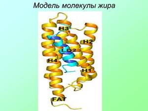 Модель молекулы жира