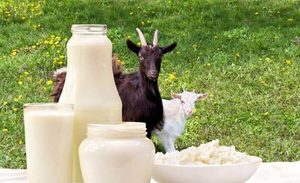 Особенности козьего молока
